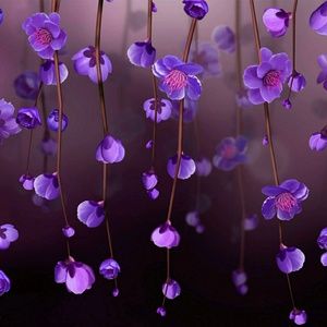 Meet your Posher, Simone